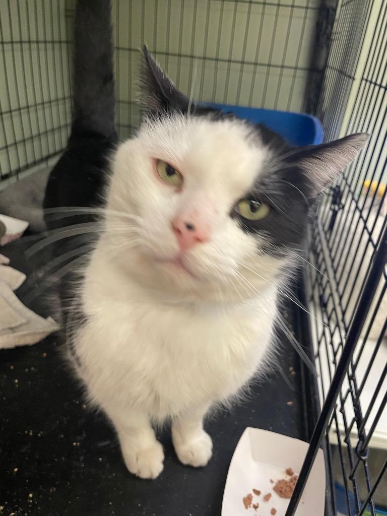 MR. MAGOO, a Adoptable mixed breed in Muskegon, MI image 4/6