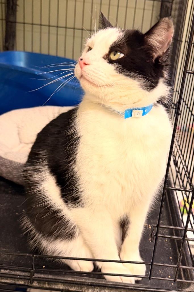 MR. MAGOO, a Adoptable mixed breed in Muskegon, MI image 5/6
