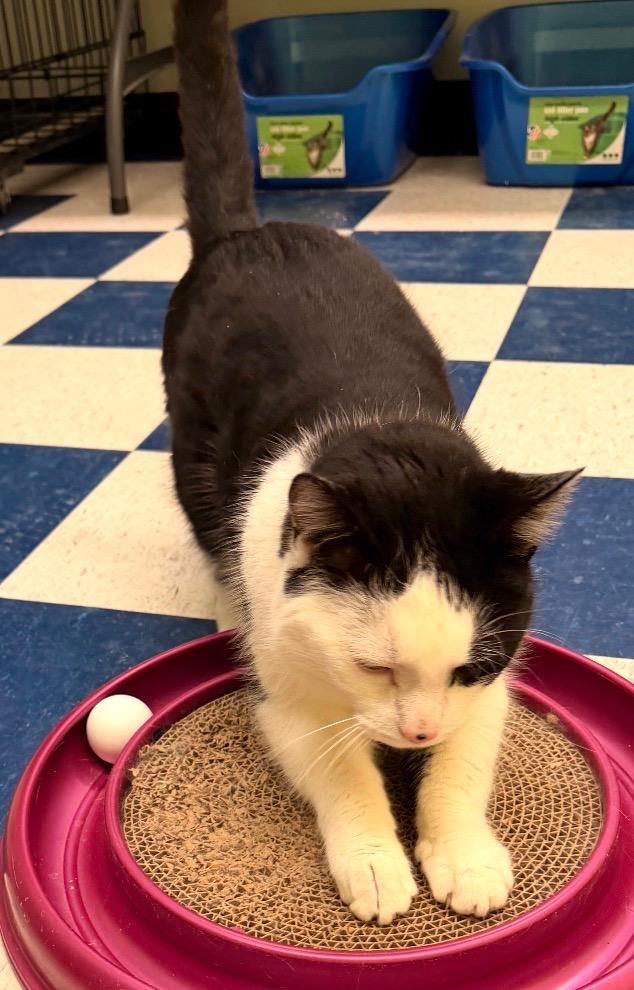MR. MAGOO, a Adoptable mixed breed in Muskegon, MI image 6/6