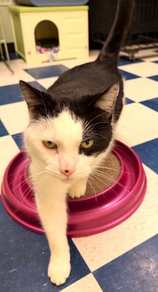 MR. MAGOO, a Adoptable mixed breed in Muskegon, MI image 6/6
