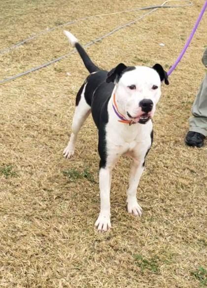 Enlarge Jeter Cash, a Adoptable mixed breed in West Memphis, AR image 2/2