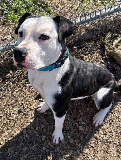 Enlarge Jeter Cash, a Adoptable mixed breed in West Memphis, AR image 2/2