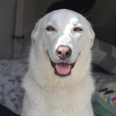 Dakota, an adoptable German Shepherd Dog in Calumet, MI, 49913 | Photo Image 3