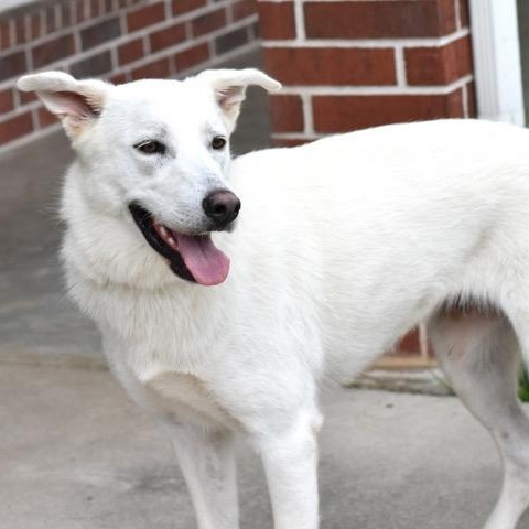 Dakota, an adoptable German Shepherd Dog in Calumet, MI, 49913 | Photo Image 1