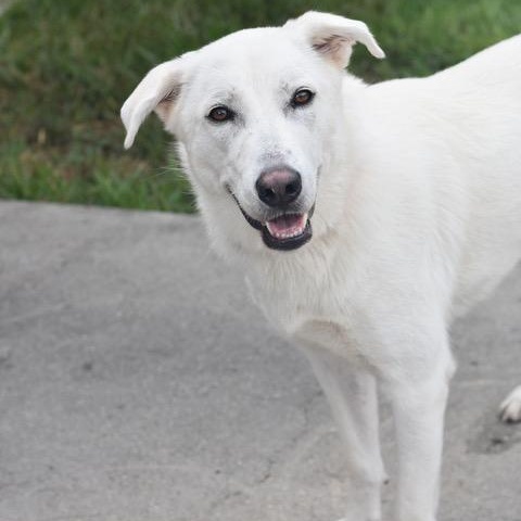 Dakota, an adoptable German Shepherd Dog in Calumet, MI, 49913 | Photo Image 2