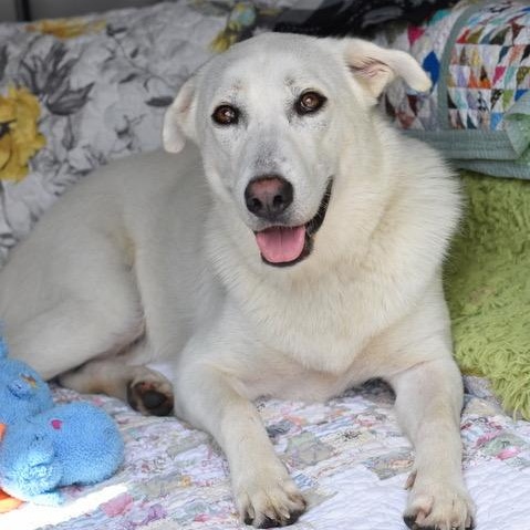 Dakota, an adoptable German Shepherd Dog in Calumet, MI, 49913 | Photo Image 4