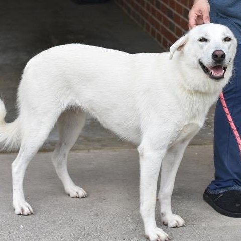 Dakota, an adoptable German Shepherd Dog in Calumet, MI, 49913 | Photo Image 6