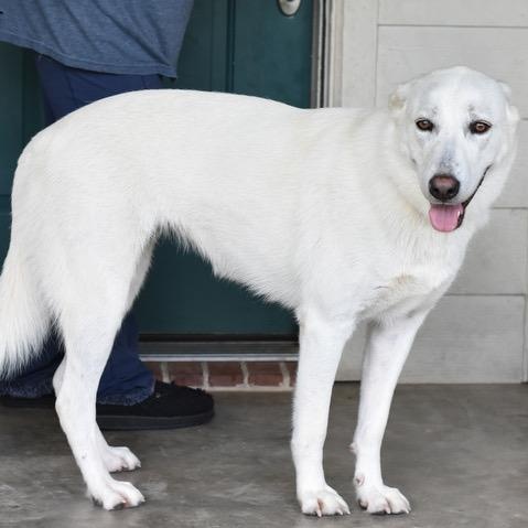 Dakota, an adoptable German Shepherd Dog in Calumet, MI, 49913 | Photo Image 5