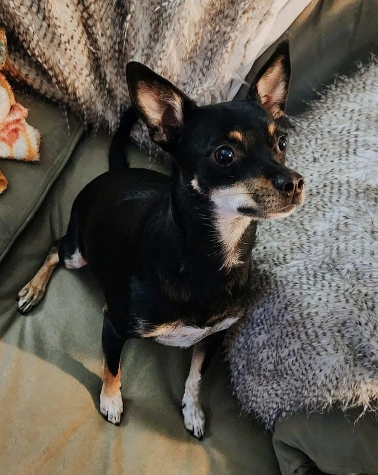 Dewie-OS, a Adoptable Miniature Pinscher in Pataskala, OH image 1/3