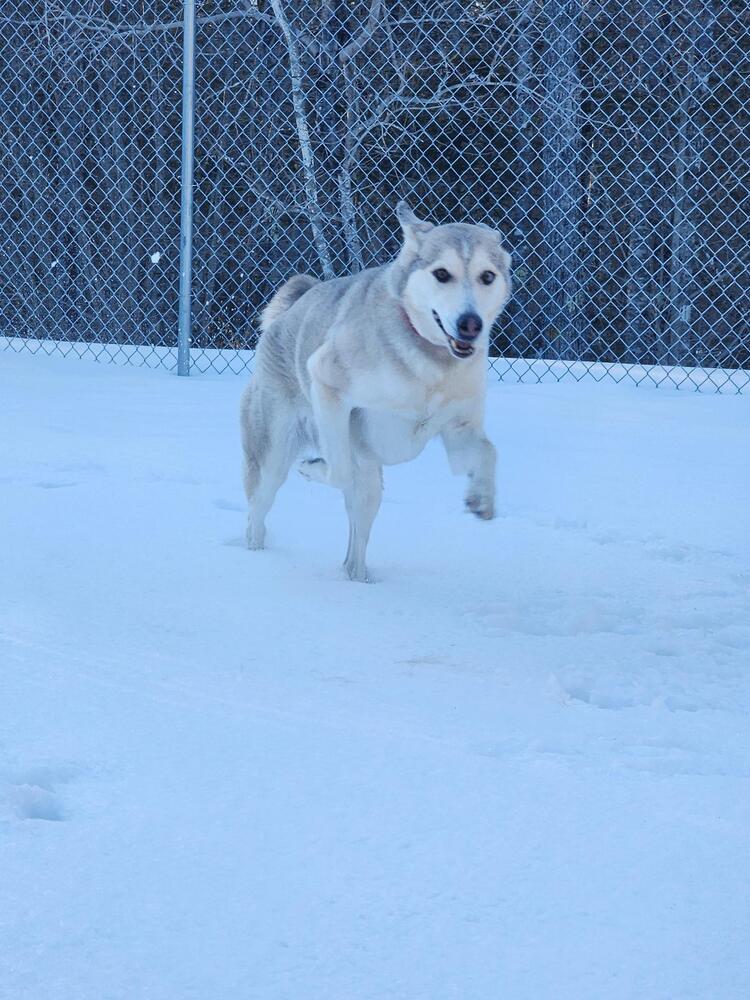 Kyra, Adoptable, Adult Female Husky & Catahoula Leopard Dog.