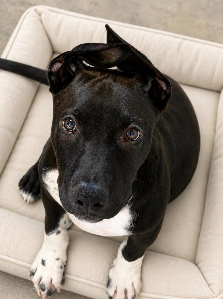 Enlarge Jelly Bean, a Adoptable Black Mouth Cur in Centralia, IL image 1/1