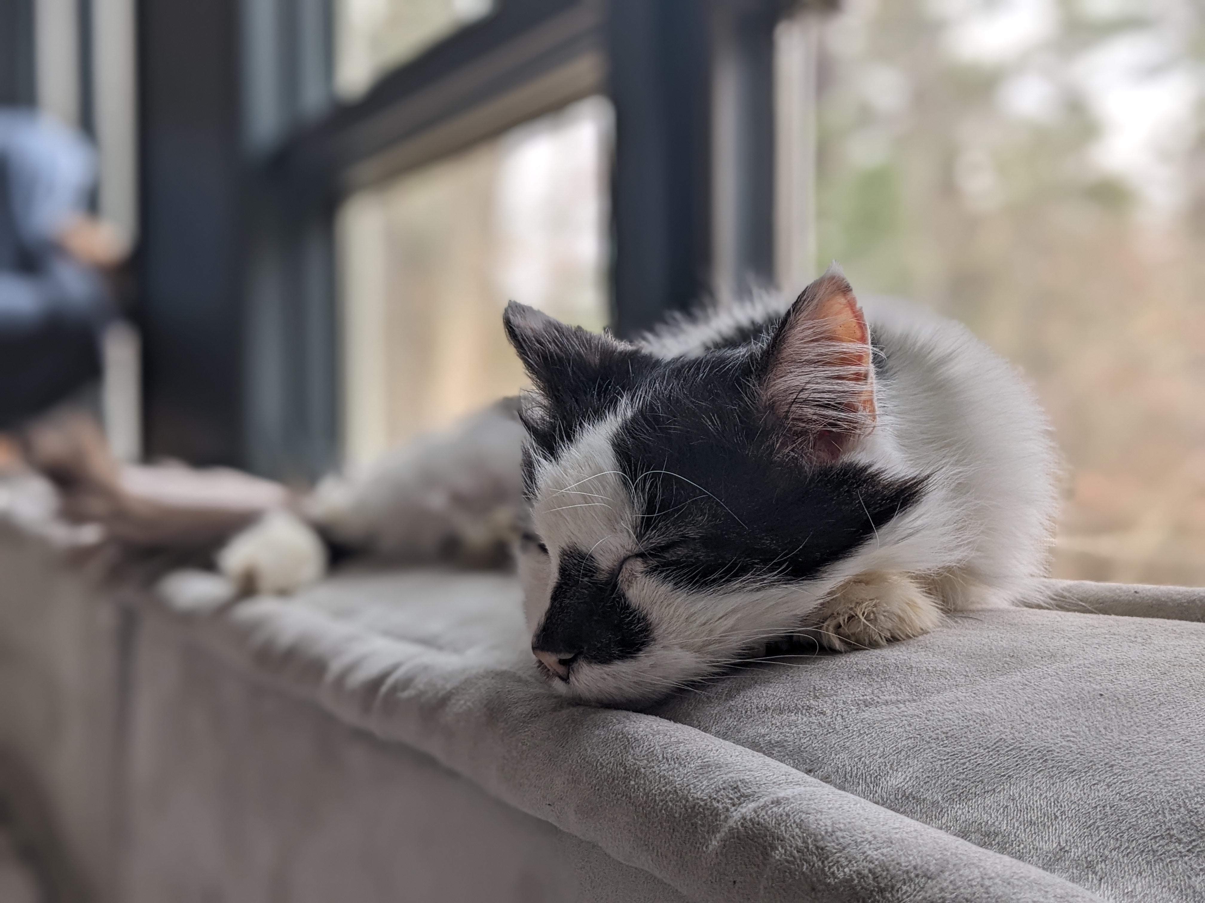 Ash Wolf , a ADOPTABLE Domestic Long Hair in Fairfax, VA image 2/6