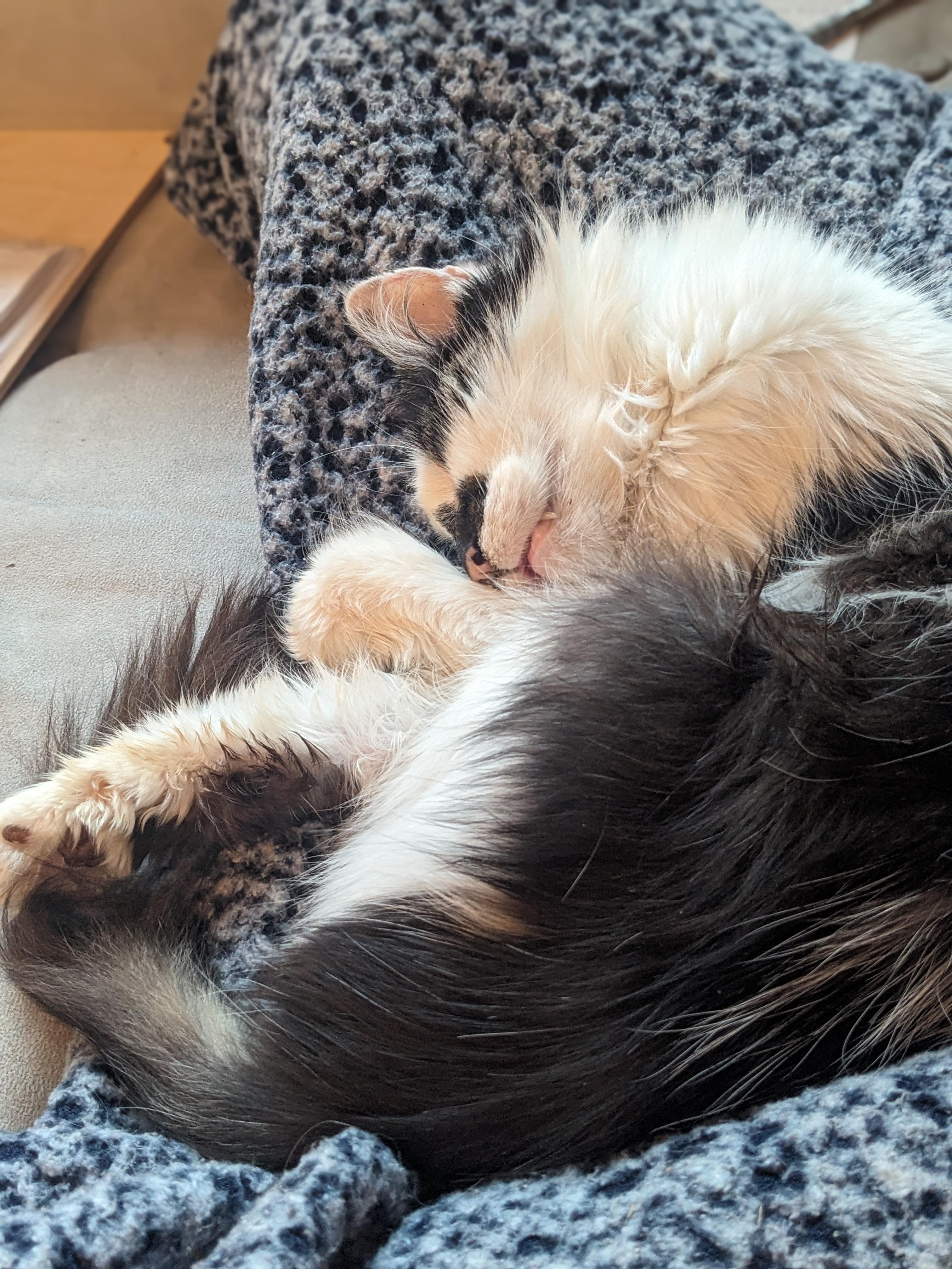 Ash Wolf , ADOPTABLE, Senior Female Domestic Long Hair.