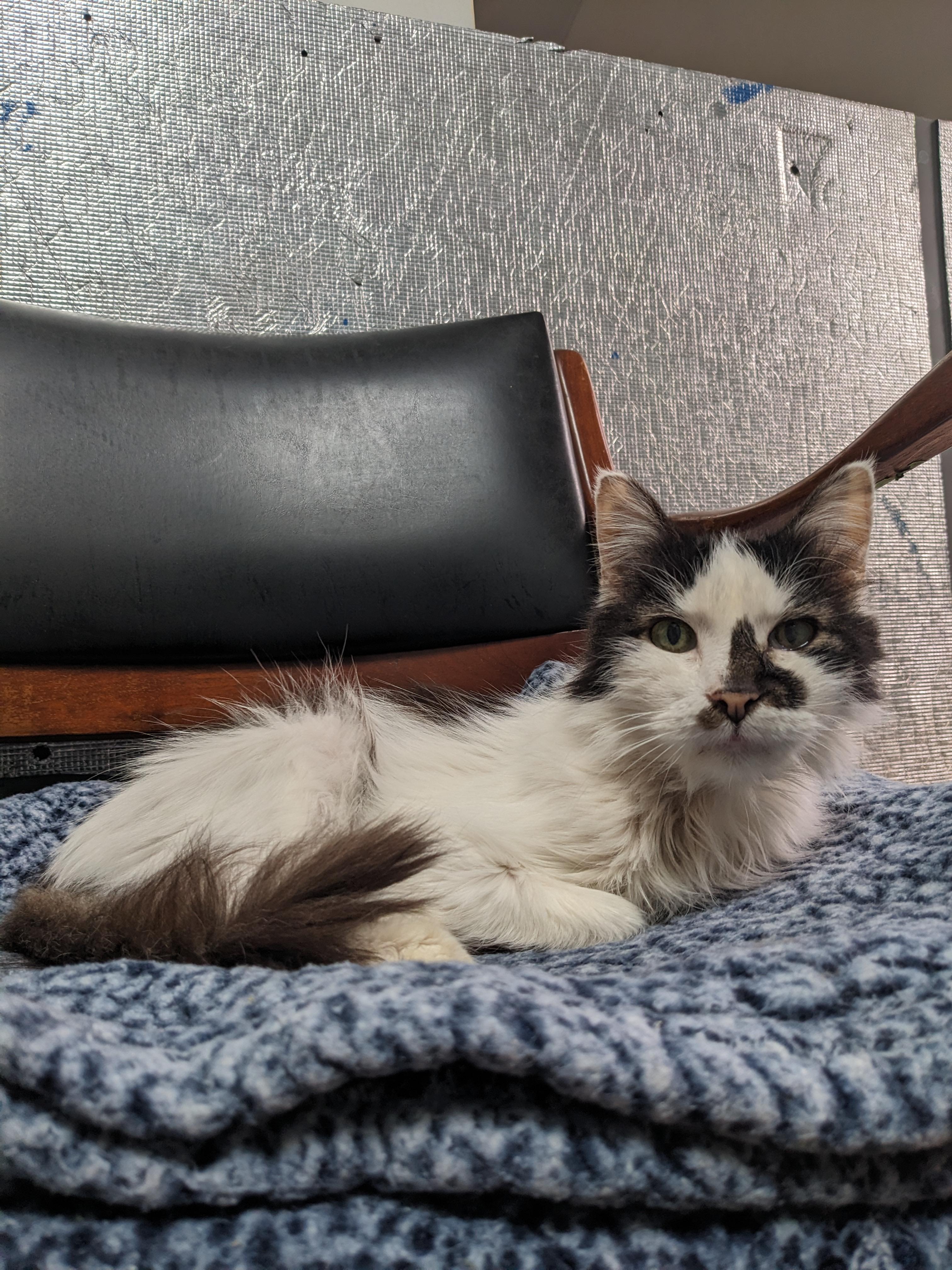 Ash Wolf , a ADOPTABLE Domestic Long Hair in Fairfax, VA image 5/6
