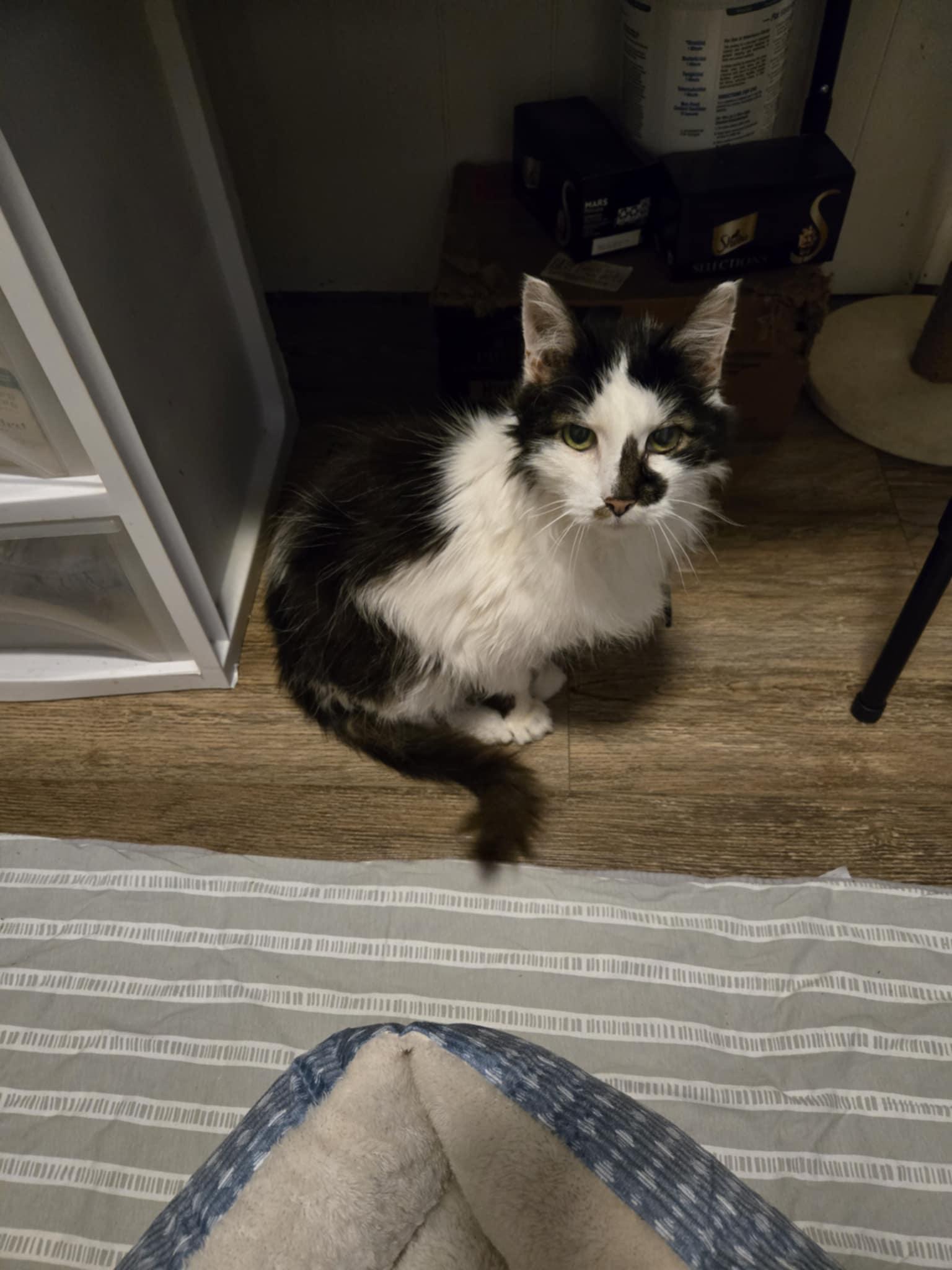 Ash Wolf , a ADOPTABLE Domestic Long Hair in Fairfax, VA image 3/6