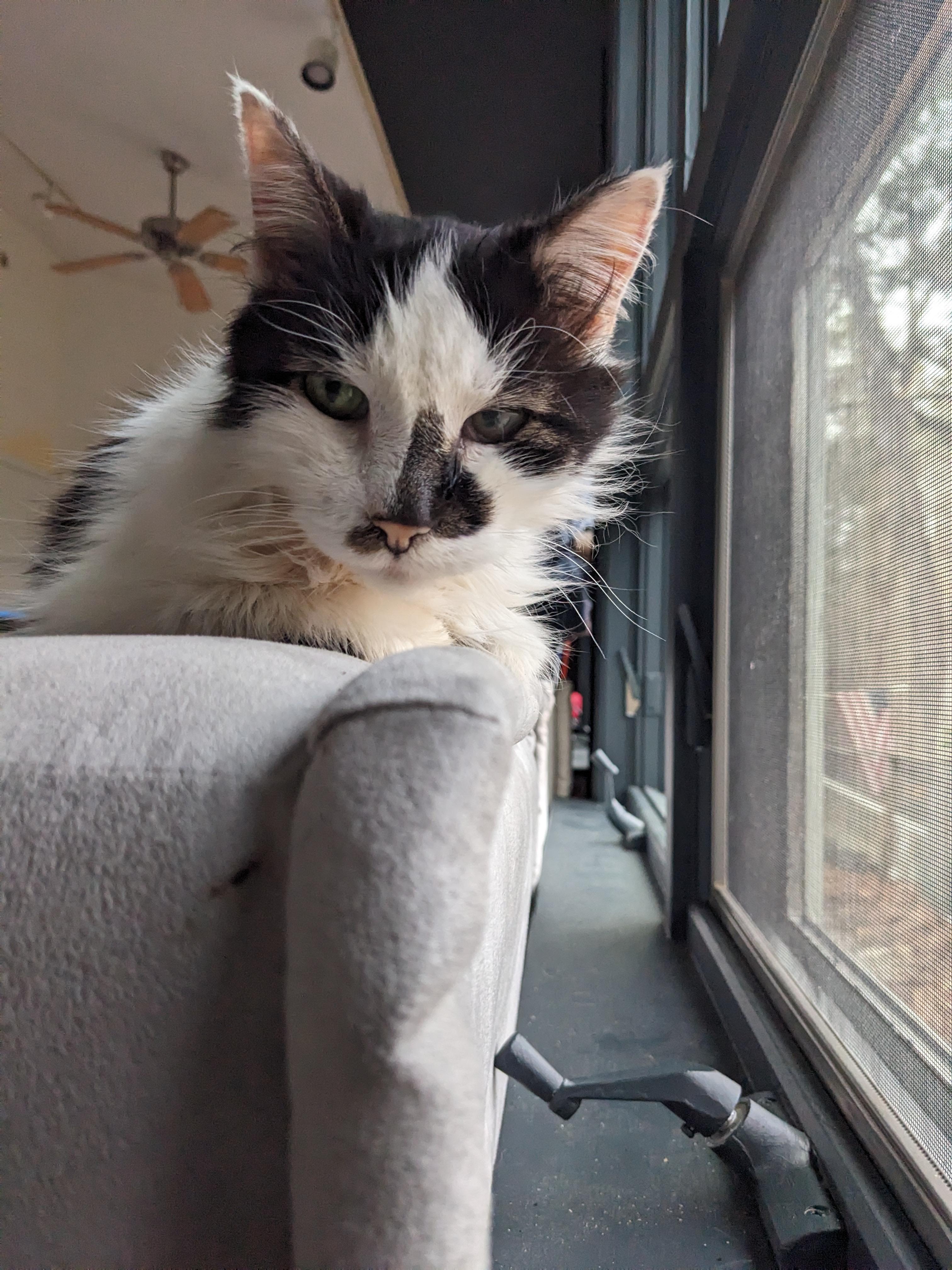 Ash Wolf , a ADOPTABLE Domestic Long Hair in Fairfax, VA image 4/6