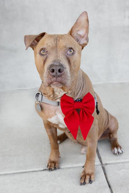 Enlarge Gary, a Adoptable mixed breed in Longmont, CO image 1/3