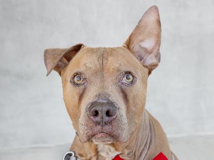 Enlarge Gary, a Adoptable mixed breed in Longmont, CO image 2/3