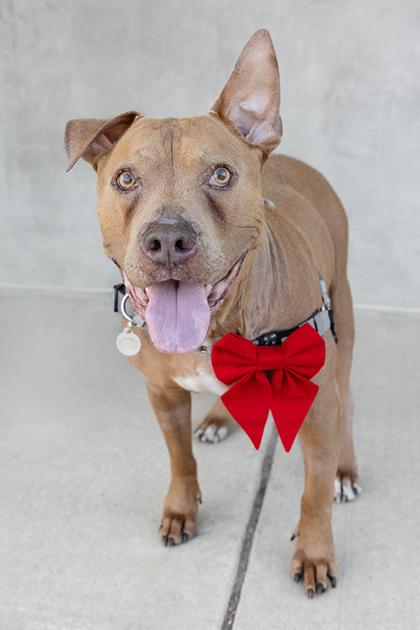 Enlarge Gary, a Adoptable mixed breed in Longmont, CO image 3/3