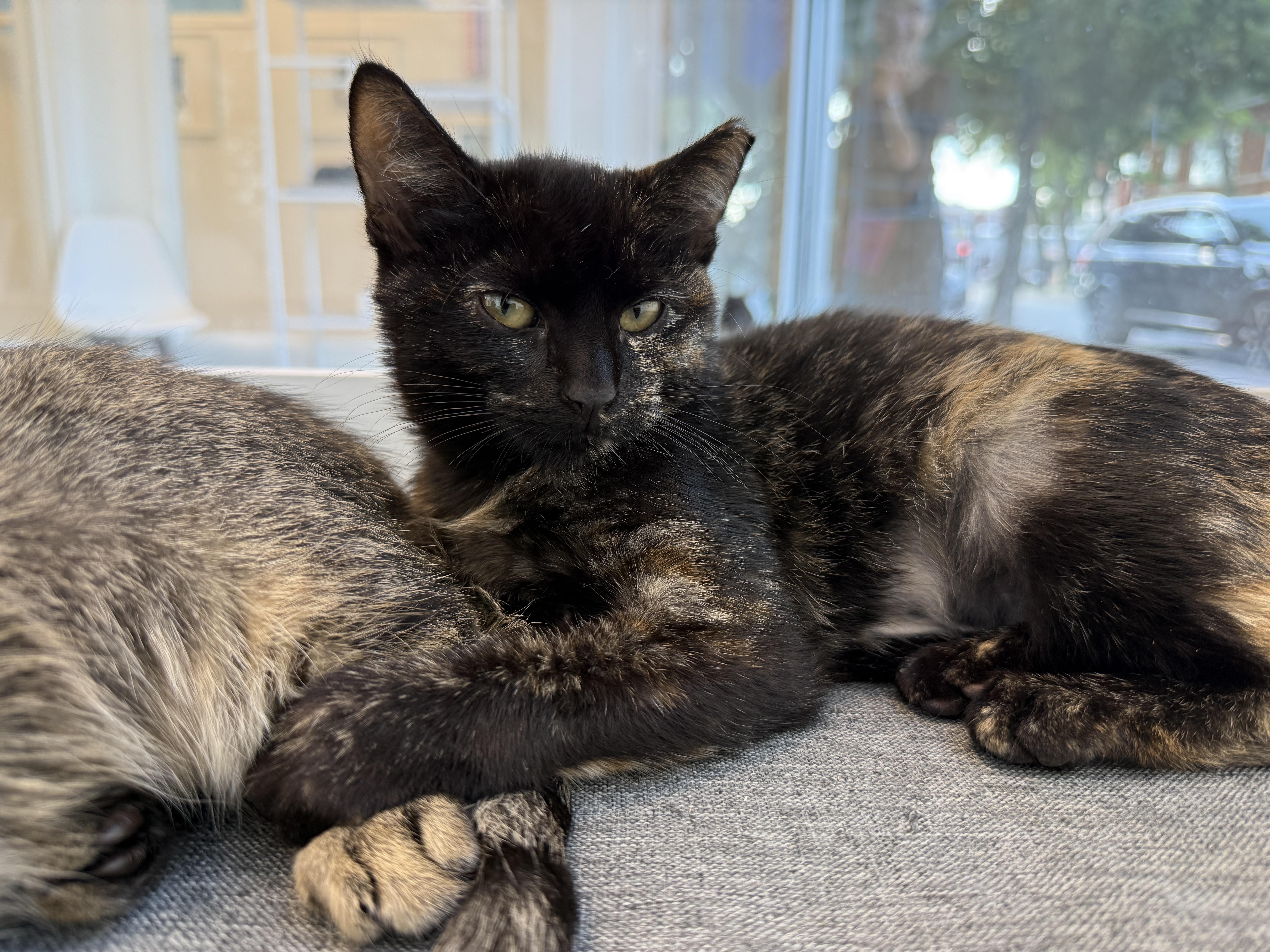 Enlarge Gemma, a Adoptable Domestic Short Hair in Evanston, IL image 2/2