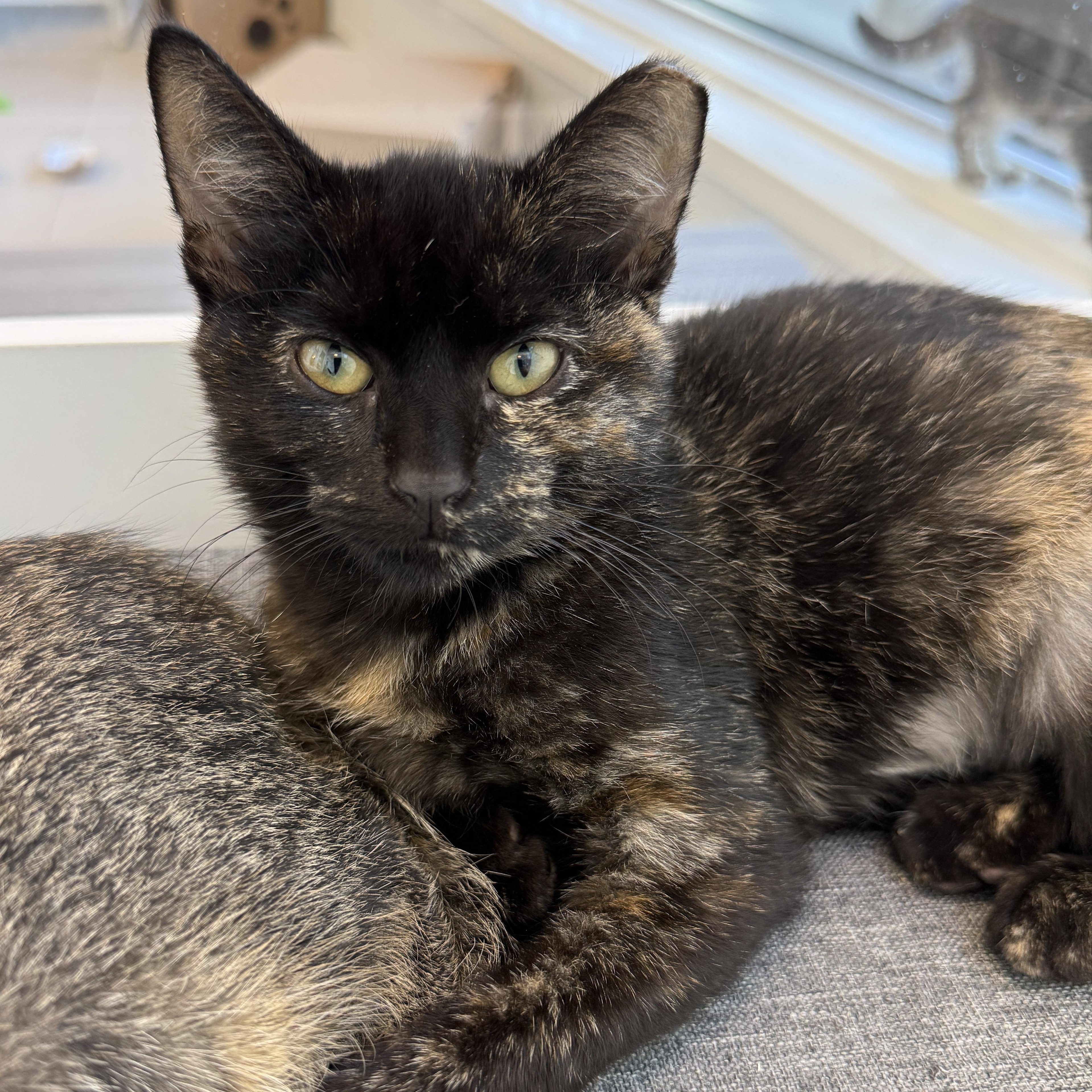 Gemma, Adoptable, Kitten Female Domestic Short Hair.