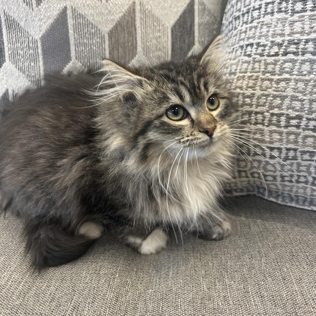 Charm, Adoptable, Kitten Female Domestic Long Hair.