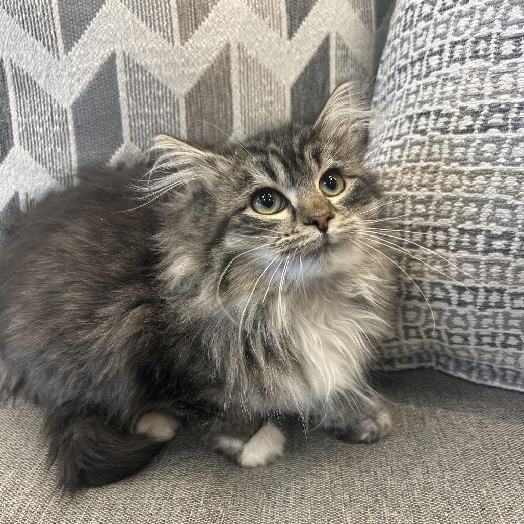 Enlarge Charm, a Adoptable Domestic Long Hair in Park City, UT image 2/2