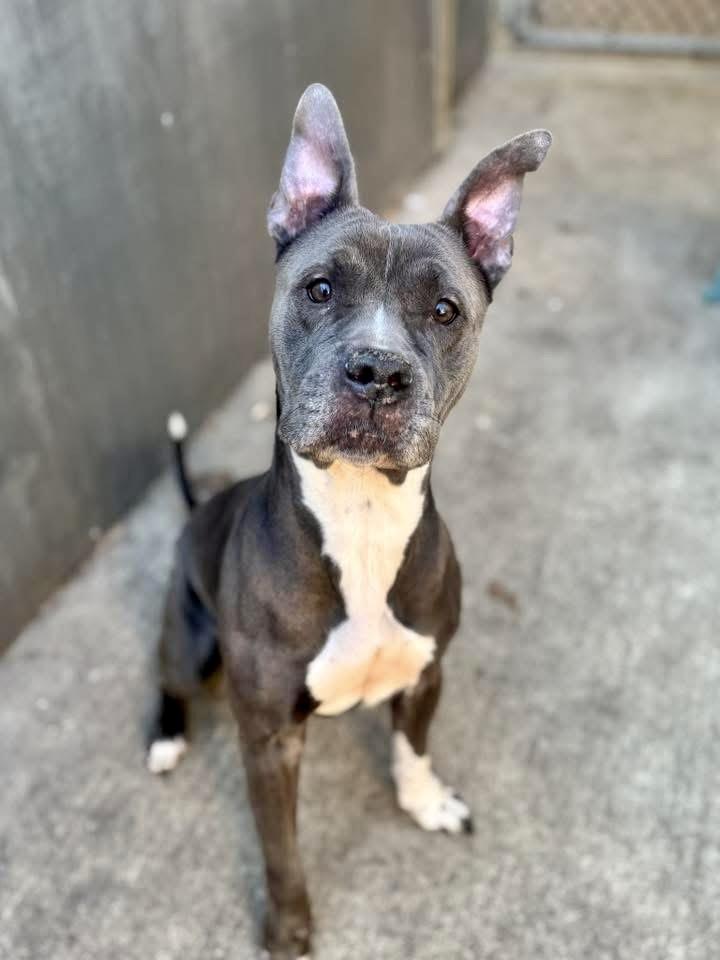 Enlarge Priya, a ADOPTABLE Pit Bull Terrier in Chicago, IL image 1/5