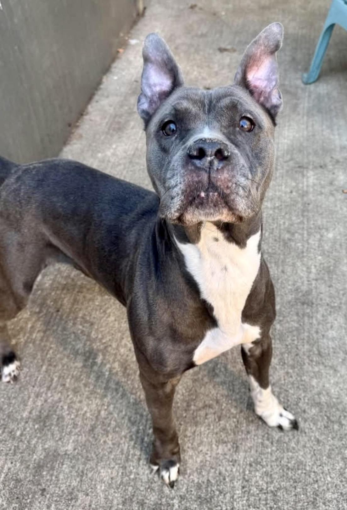 Enlarge Priya, a ADOPTABLE Pit Bull Terrier in Chicago, IL image 3/5