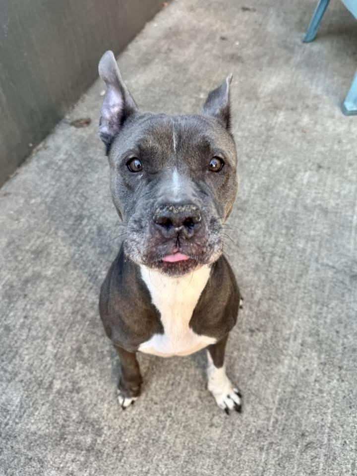 Enlarge Priya, a ADOPTABLE Pit Bull Terrier in Chicago, IL image 5/5