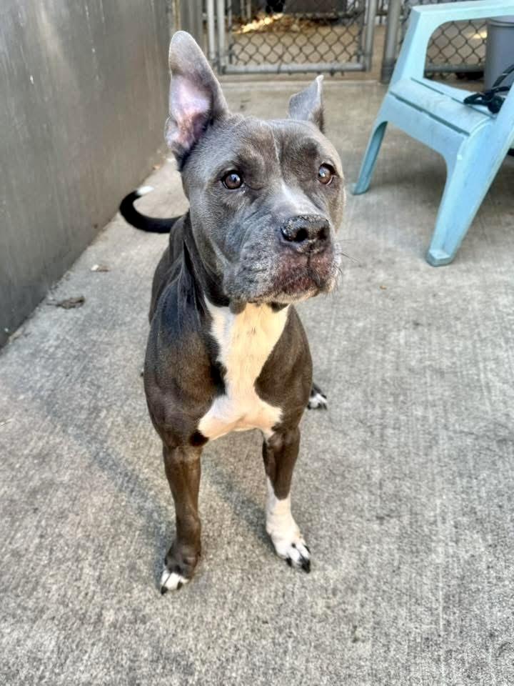 Enlarge Priya, a ADOPTABLE Pit Bull Terrier in Chicago, IL image 4/5