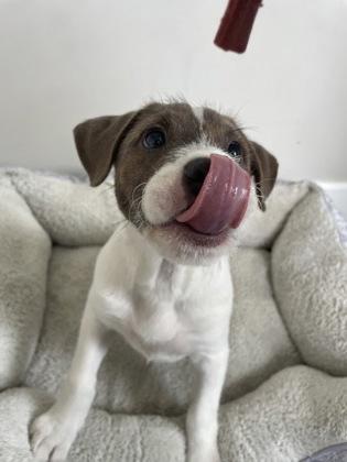 Enlarge Hampton, a Adoptable mixed breed in Lawrenceville, GA image 1/1