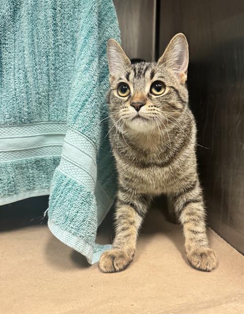 BIANCA, Adoptable, Young Female Domestic Short Hair.