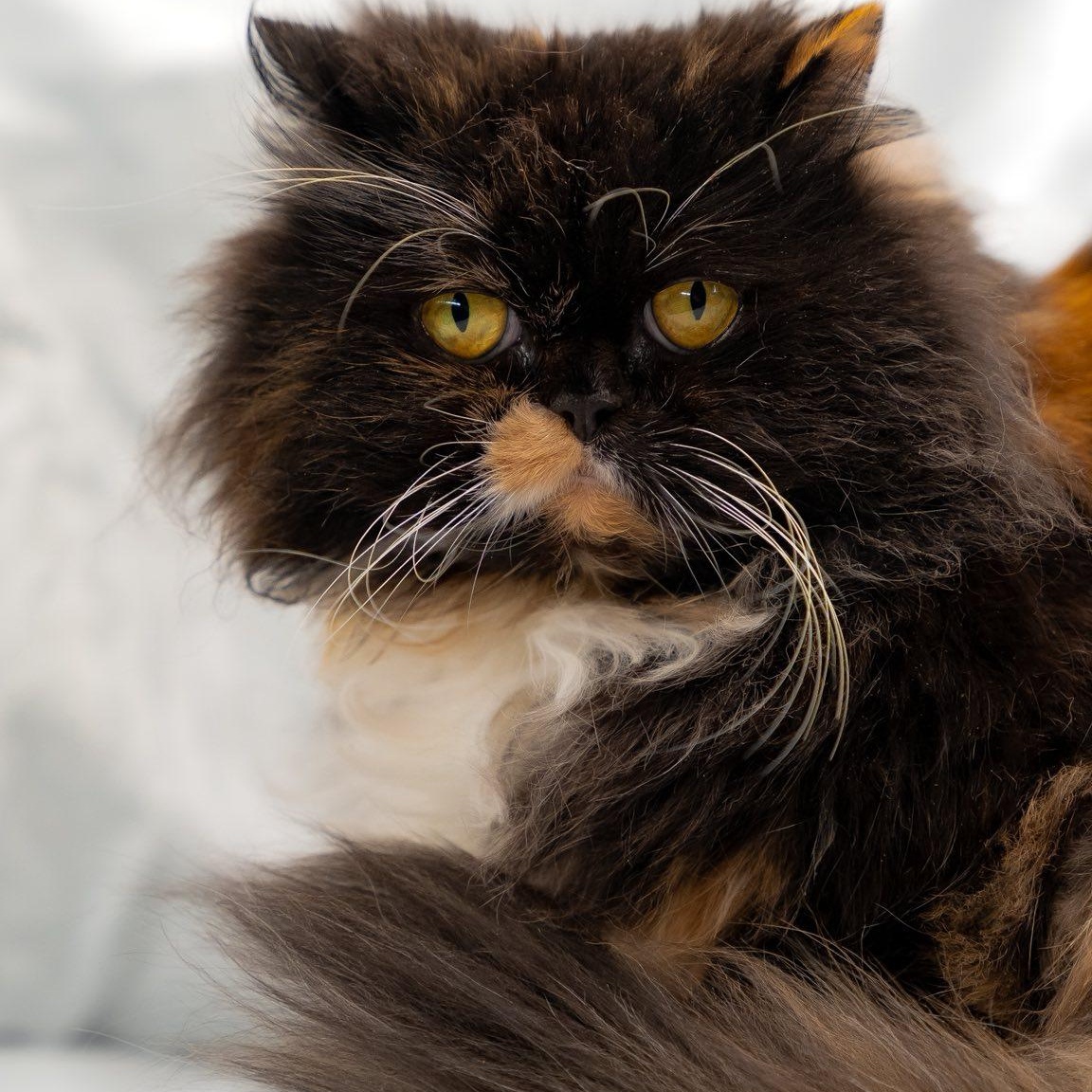 Mittens, ADOPTABLE, Adult Female Persian.