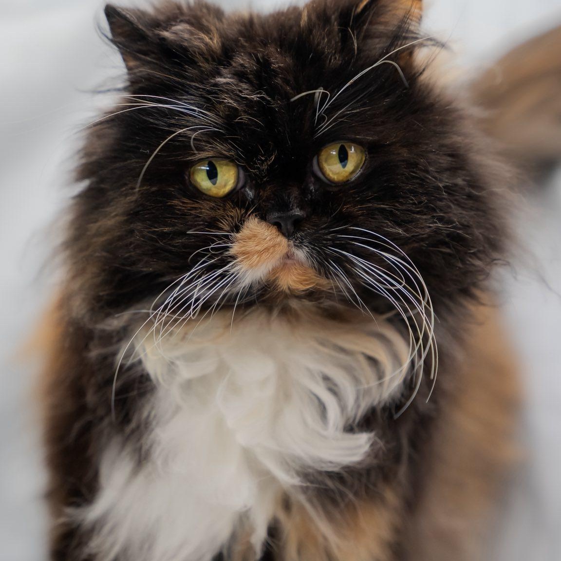 Mittens, a ADOPTABLE Persian in Alexandria, IN image 2/3