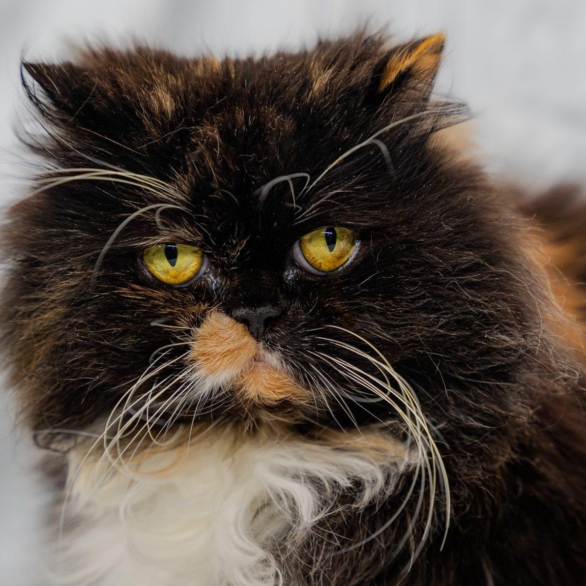 Mittens, a ADOPTABLE Persian in Alexandria, IN image 3/3