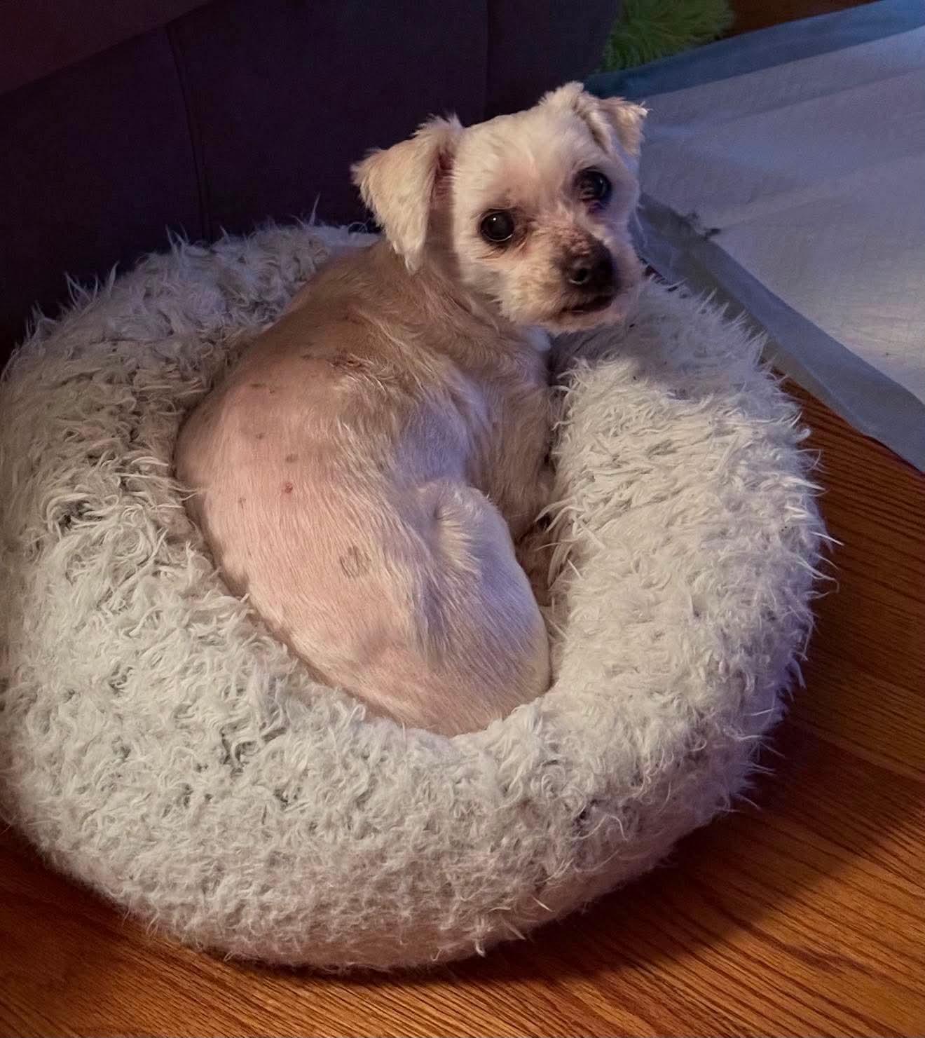 Alvin, ADOPTABLE, Senior Male Lhasa Apso.