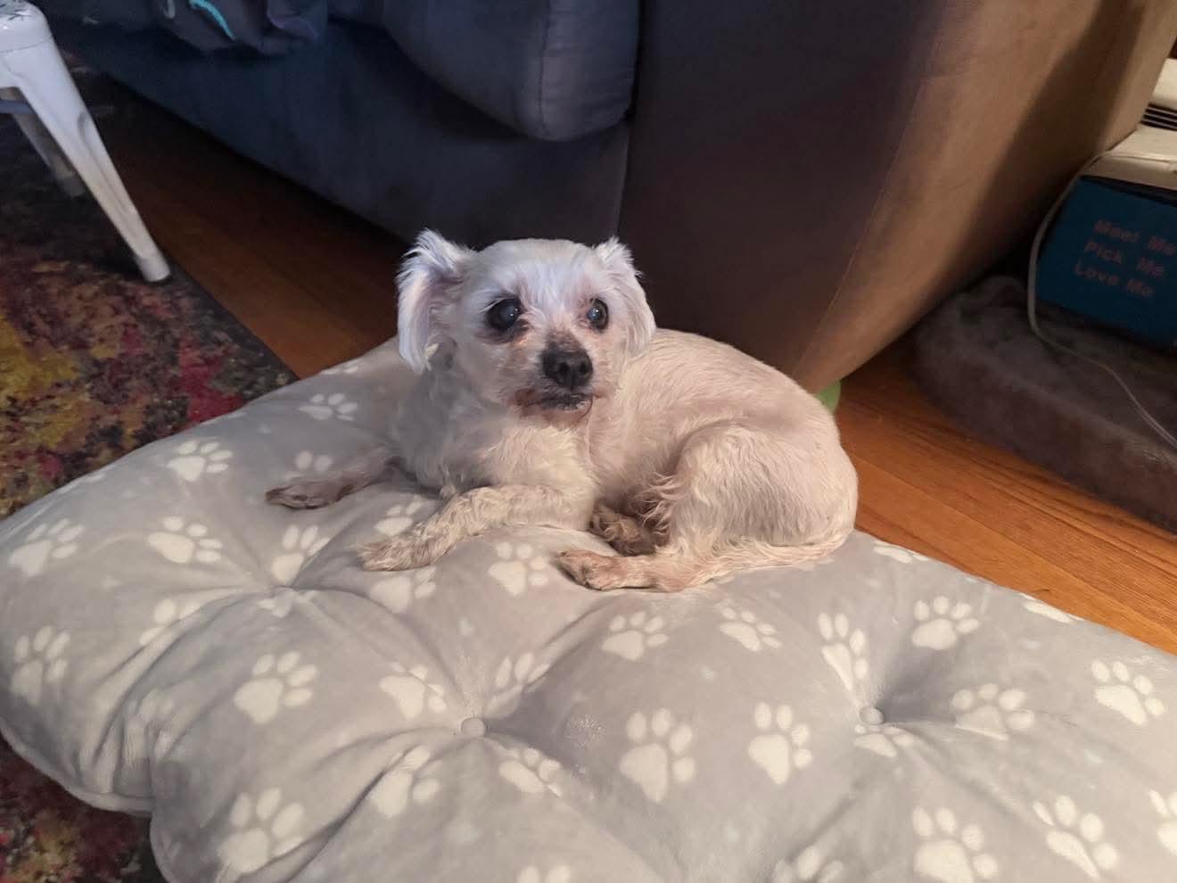 Enlarge Alvin, a ADOPTABLE mixed breed in De Pere, WI image 5/6