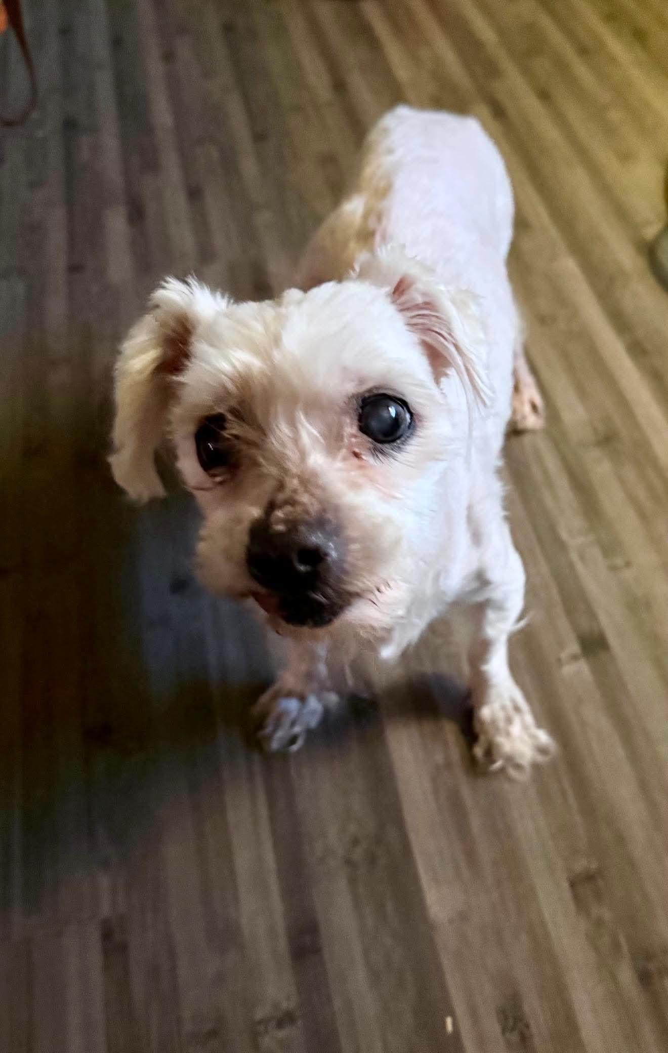 Enlarge Alvin, a ADOPTABLE mixed breed in De Pere, WI image 3/6