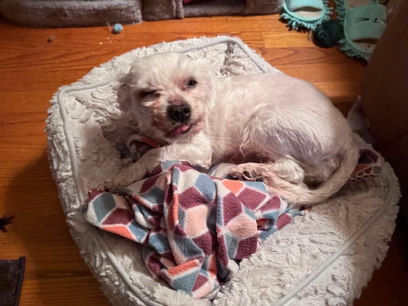 Enlarge Alvin, a ADOPTABLE mixed breed in De Pere, WI image 6/6
