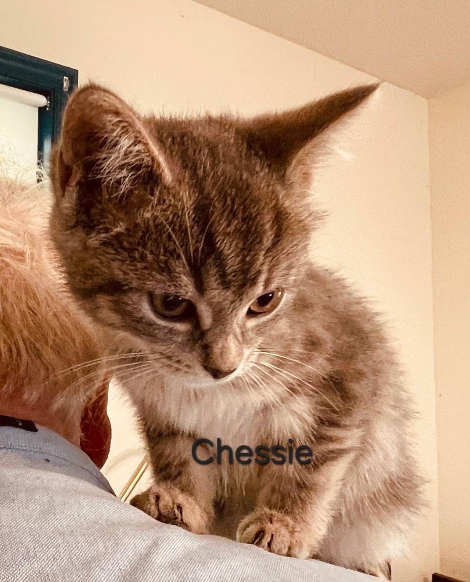 Enlarge The C Family, a Adoptable Domestic Short Hair in Floyd, VA image 3/4