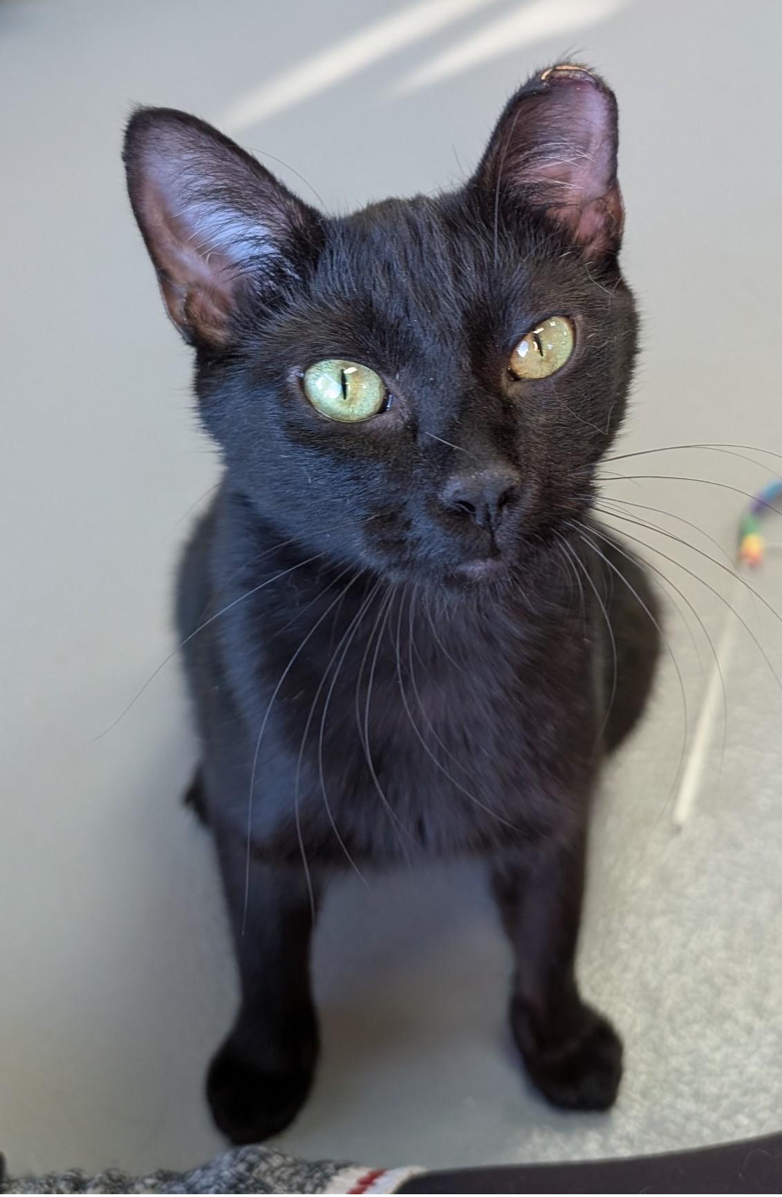 The C Family, Adoptable, Young Female Domestic Short Hair.