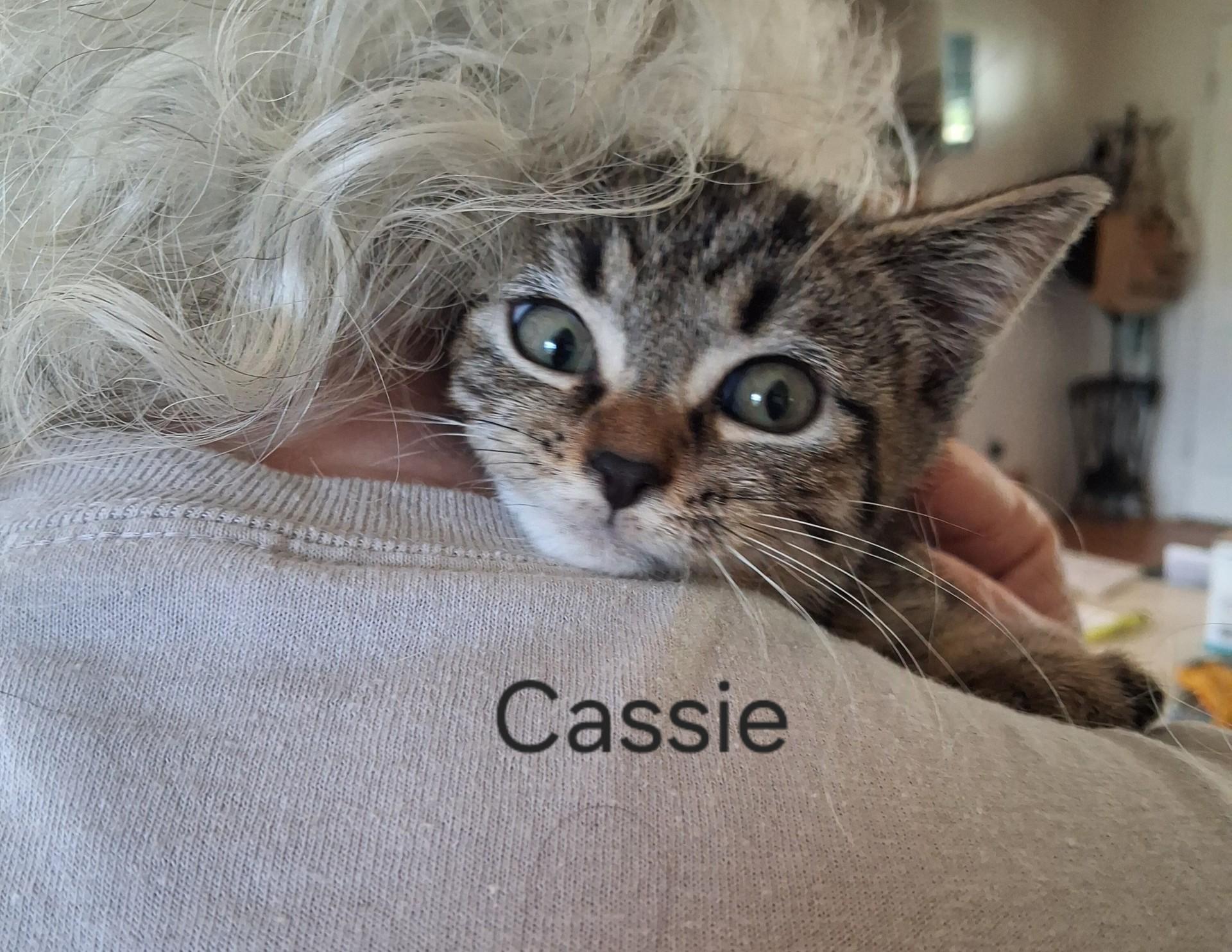 Enlarge The C Family, a Adoptable Domestic Short Hair in Floyd, VA image 2/4