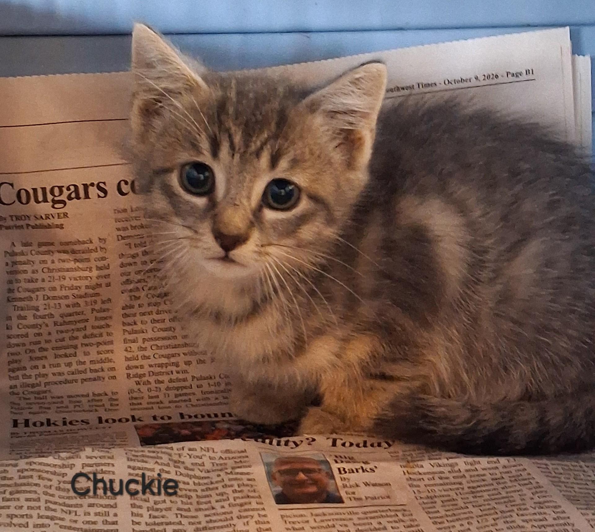 Enlarge The C Family, a Adoptable Domestic Short Hair in Floyd, VA image 4/4