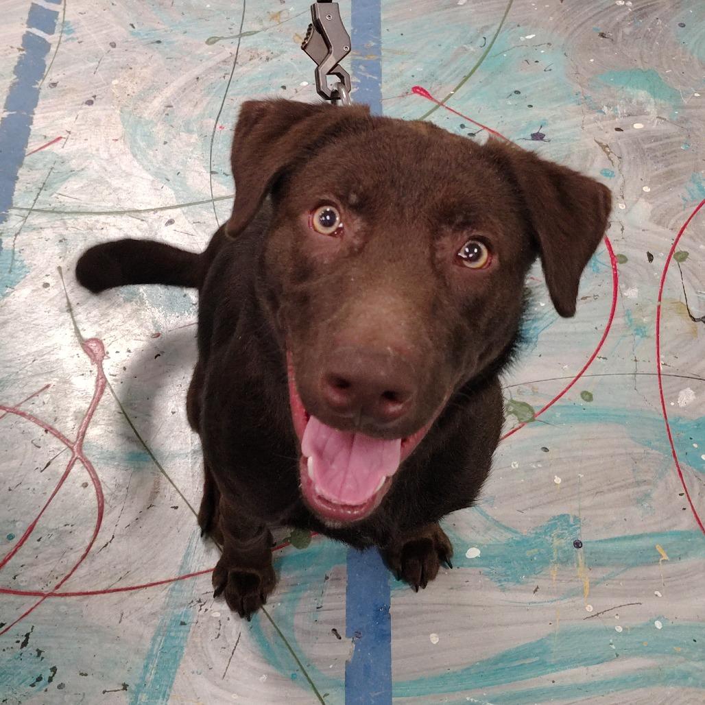 Ruger, Adoptable, Young Male Chocolate Labrador Retriever & Border Collie.