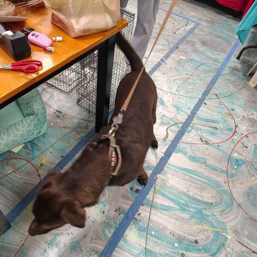 Ruger, a Adoptable mixed breed in Coos Bay, OR image 2/4