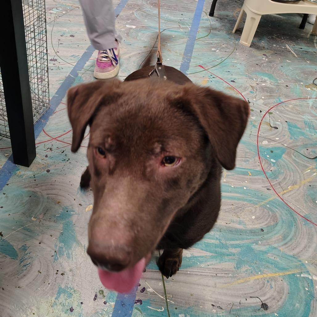 Ruger, a Adoptable mixed breed in Coos Bay, OR image 3/4