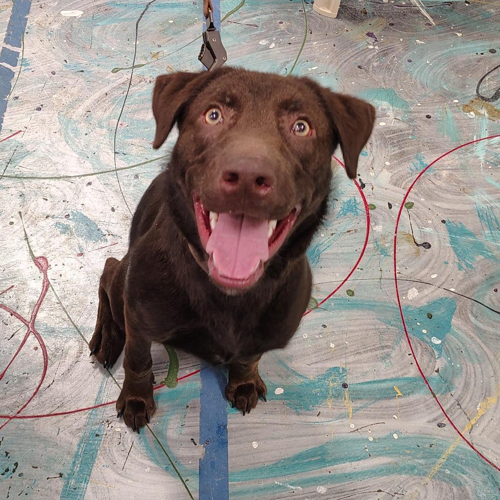 Ruger, a Adoptable mixed breed in Coos Bay, OR image 4/4