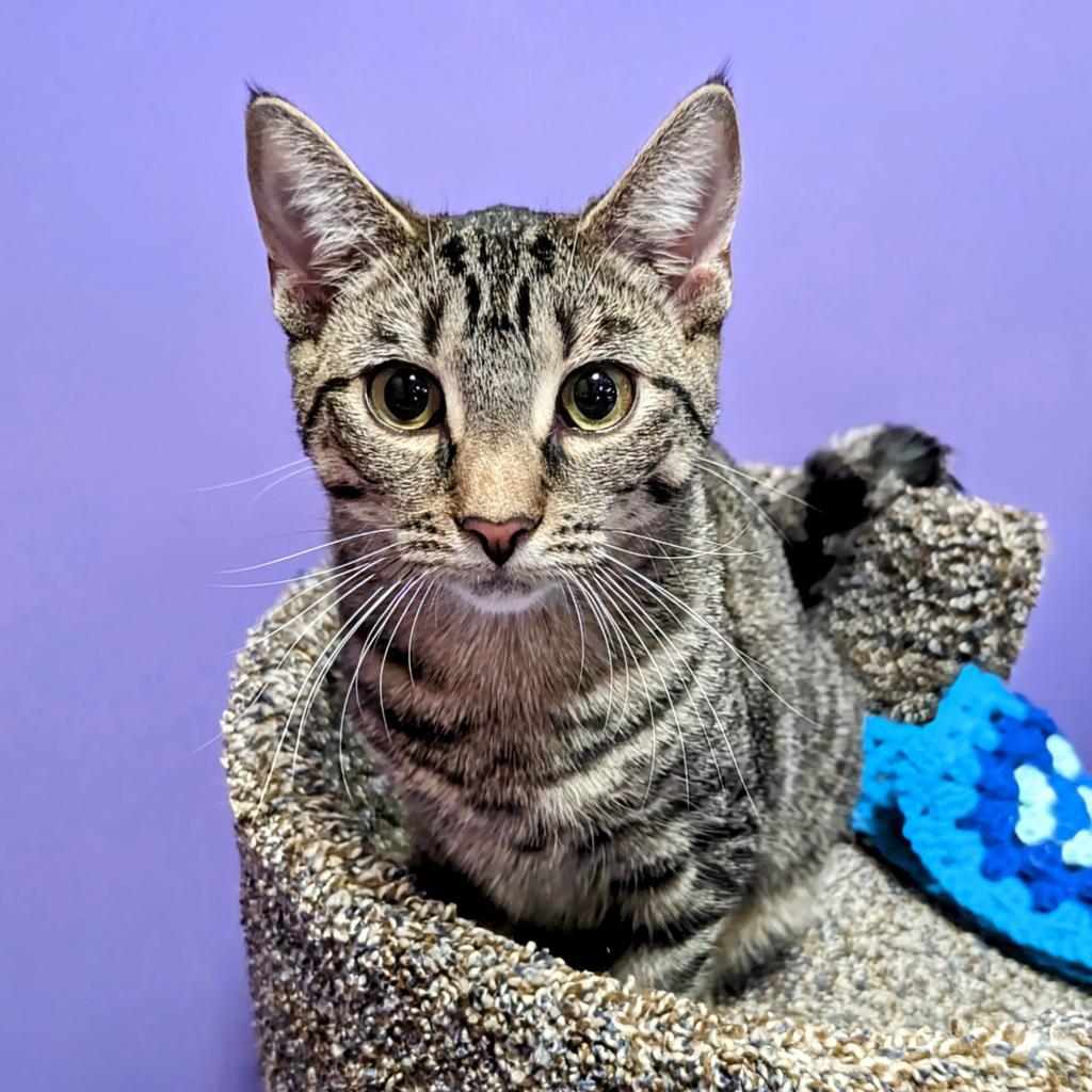 Evie, Adoptable, Adult Female Domestic Short Hair.