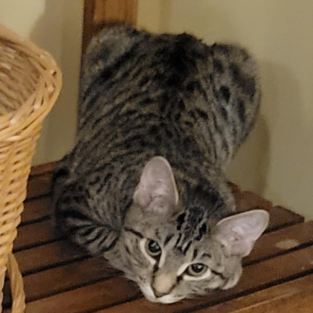 Enlarge Evie, a Adoptable Domestic Short Hair in Buffalo, NY image 2/2